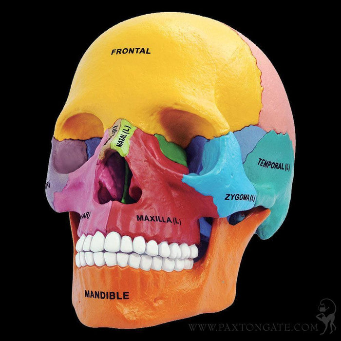 4D Didactic Exploded Skull Interactive Model - Paxton Gate