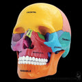 4D Didactic Exploded Skull Interactive Model - Paxton Gate