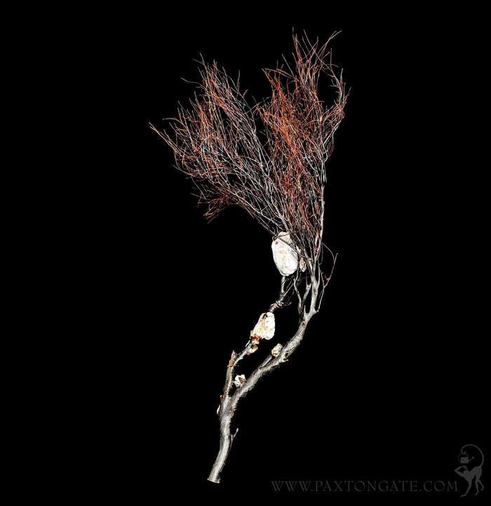 Black Seawhip-Invertbrts-Tideline-PaxtonGate