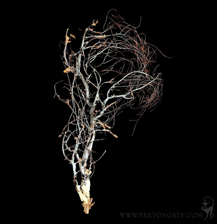 Black Seawhip-Invertbrts-Tideline-PaxtonGate