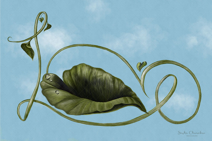 Digital Backdrop
