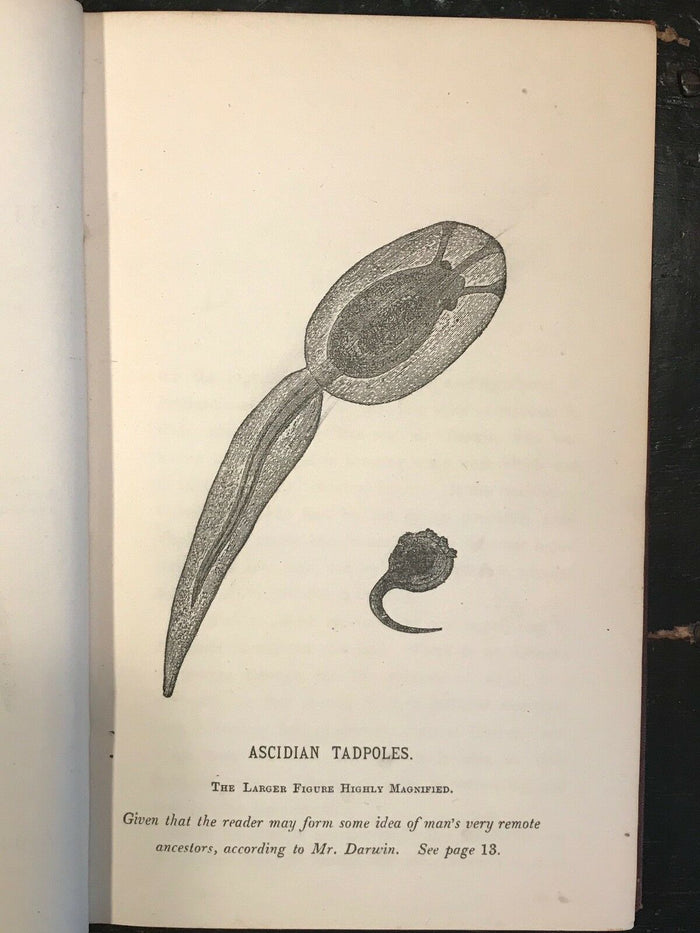 HOMO VERSUS DARWIN - CHARLES DARWIN, 1st/1st U.S. Ed 1872 - Descent of Man