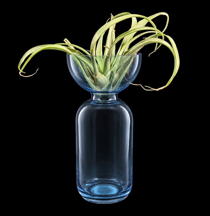 A blue glass vase shaped like a bottle with a flared bowl on top, holding a green air plant, set against a solid black background.