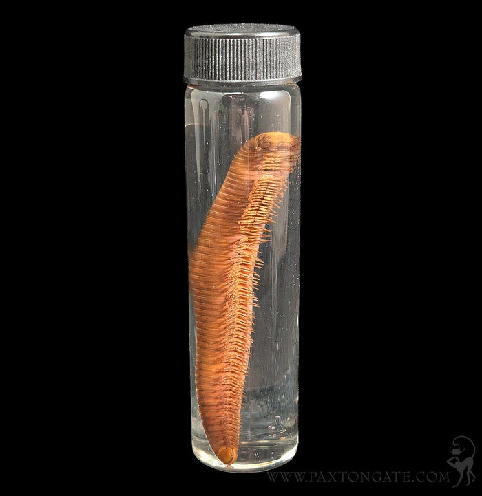 Millipede Wet Specimen-Insects-Bicbugs, LLC-PaxtonGate