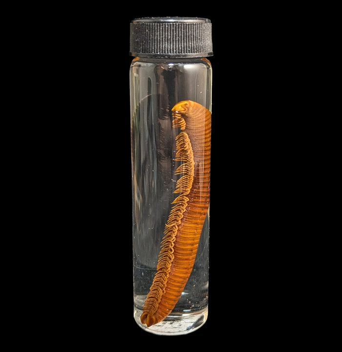 Millipede Wet Specimen-Insects-Bicbugs, LLC-PaxtonGate