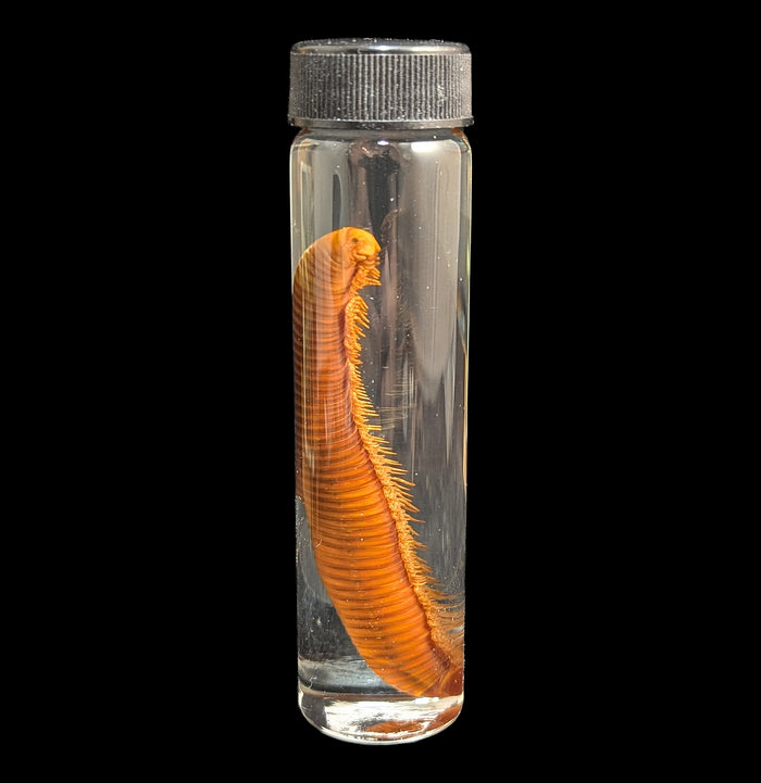 Millipede Wet Specimen-Insects-Bicbugs, LLC-PaxtonGate