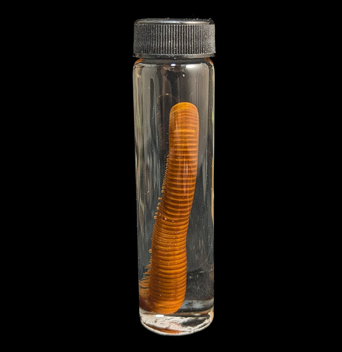 Millipede Wet Specimen-Insects-Bicbugs, LLC-PaxtonGate