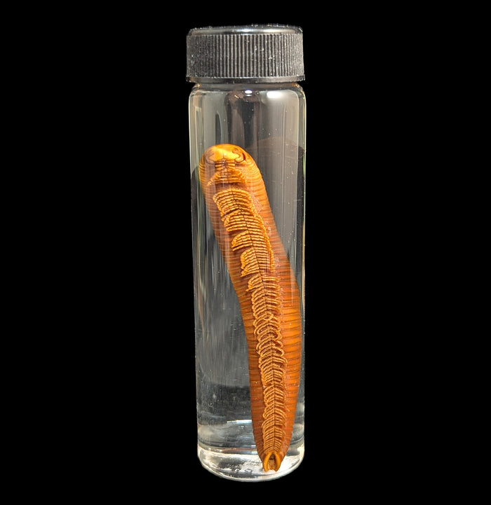 Millipede Wet Specimen-Insects-Bicbugs, LLC-PaxtonGate