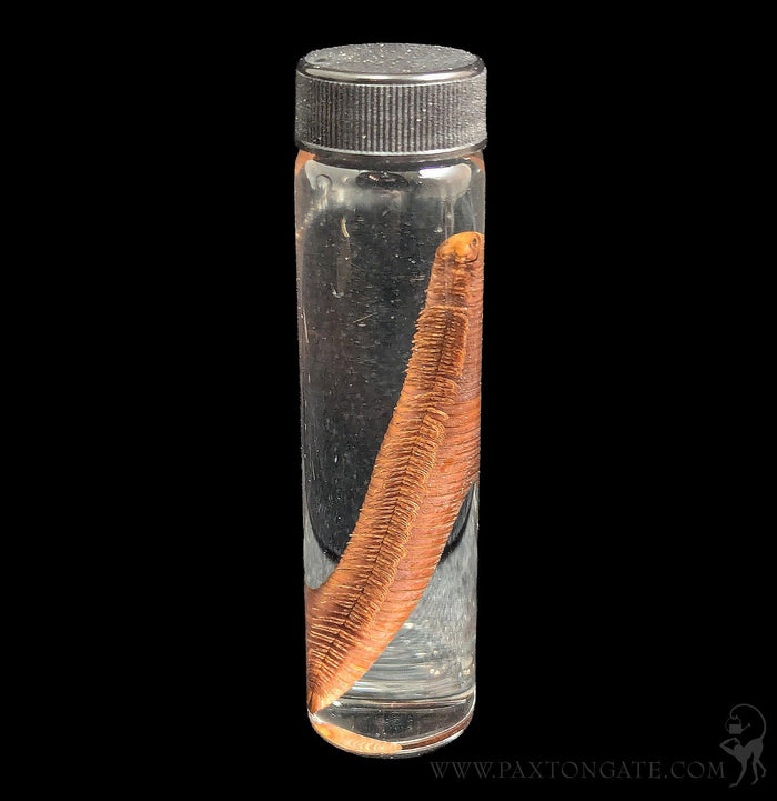 Millipede Wet Specimen-Insects-Bicbugs, LLC-PaxtonGate