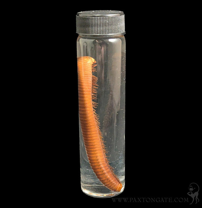 Millipede Wet Specimen-Insects-Bicbugs, LLC-PaxtonGate
