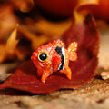 Minnoh GumiPoni
