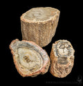 Petrified Wood Branch-Fossils-Enter the Earth-PaxtonGate
