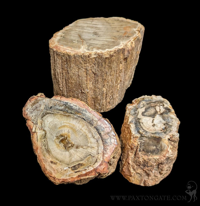 Petrified Wood Branch-Fossils-Enter the Earth-PaxtonGate