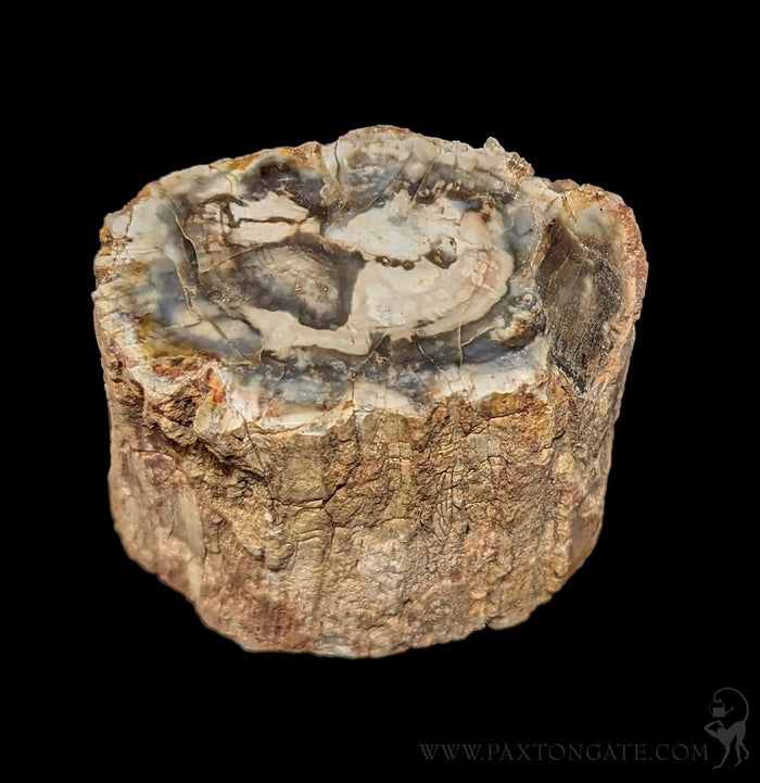 Petrified Wood Branch-Fossils-Enter the Earth-PaxtonGate