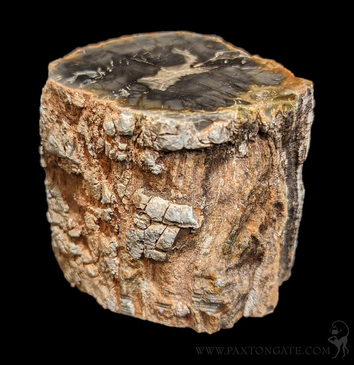 Petrified Wood Branch-Fossils-Enter the Earth-PaxtonGate