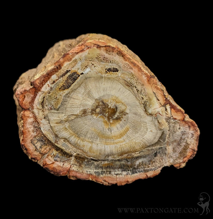 Petrified Wood Branch-Fossils-Enter the Earth-PaxtonGate