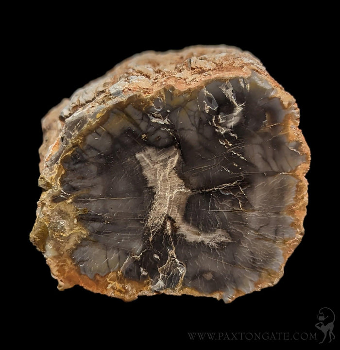 Petrified Wood Branch-Fossils-Enter the Earth-PaxtonGate