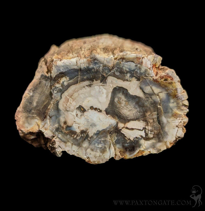 Petrified Wood Branch-Fossils-Enter the Earth-PaxtonGate