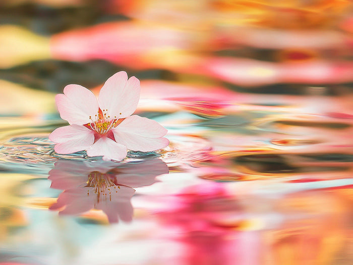The Final Cherry Blossom