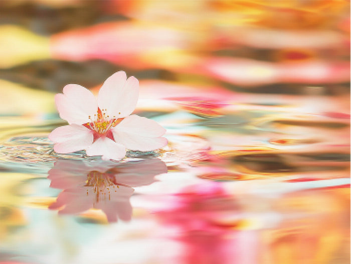 The Final Cherry Blossom