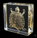 A clear acrylic or glass block containing a detailed preserved turtle specimen, shown against a solid black background. The turtle is oriented facing forward with its head raised, and its shell pattern is highly visible through the transparent block.