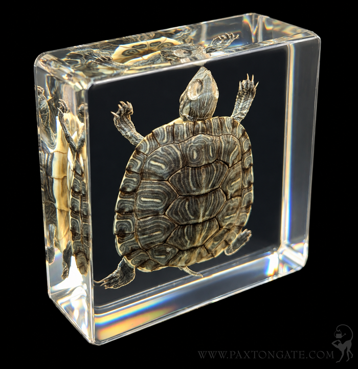 A clear acrylic or glass display block containing a preserved turtle specimen, photographed against a solid black background.