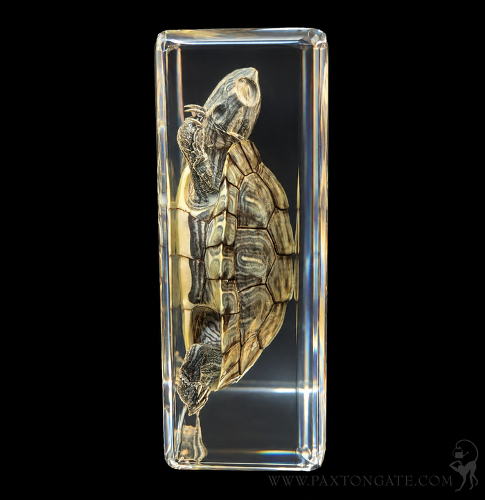 A clear rectangular glass block containing a preserved turtle specimen, photographed against a solid black background.