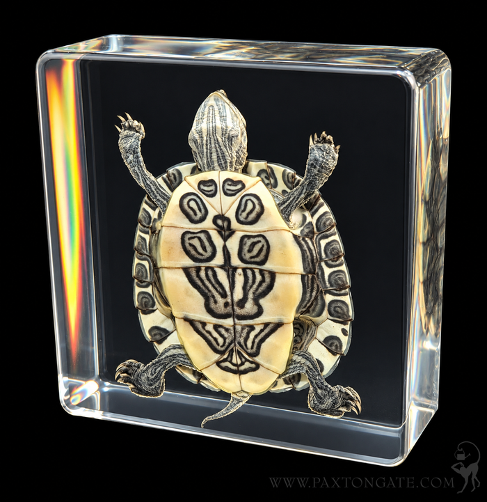 A preserved turtle specimen displayed inside a clear acrylic block on a black background.