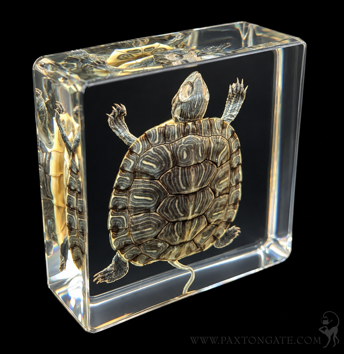 Turtle In Resin-Taxidermy-Real Insect Company-PaxtonGate