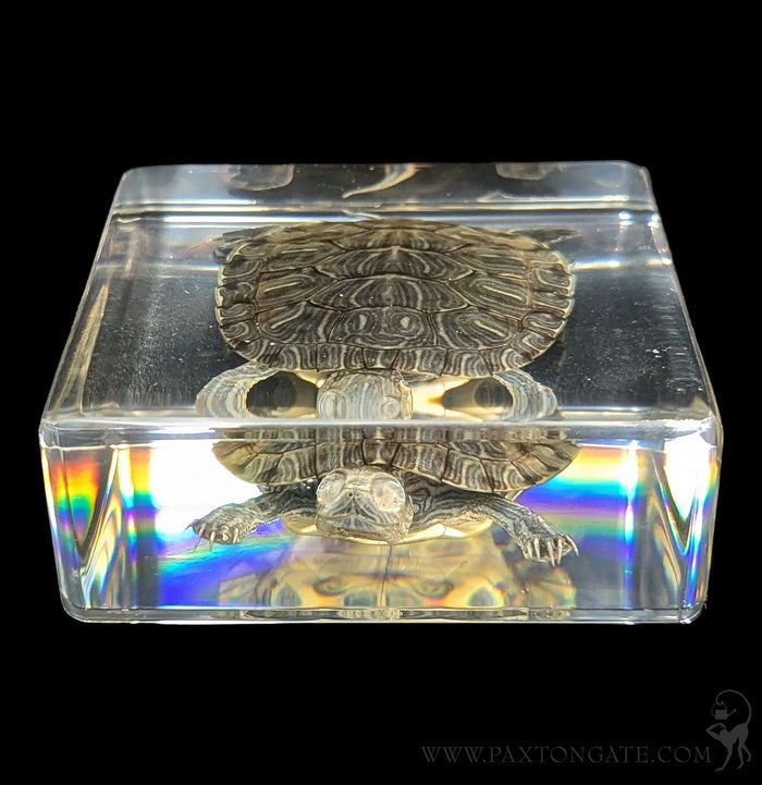 Turtle In Resin